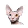 tray_icon #119167 sticker_pack