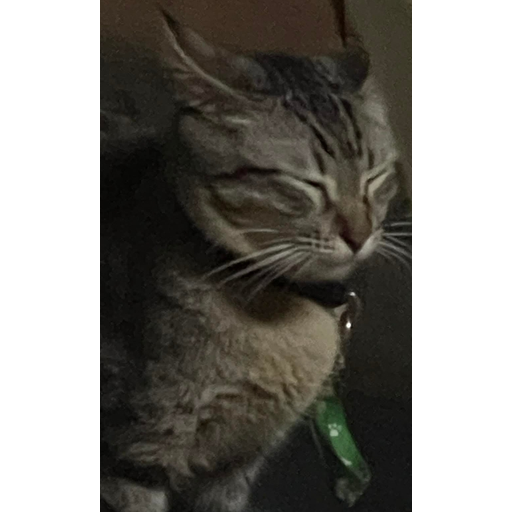 tray_icon #127255 sticker_pack