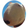 tray_icon
