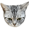tray_icon
