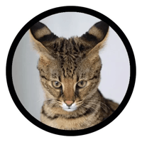 sticker image #18