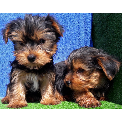 tray_icon #82999 sticker_pack