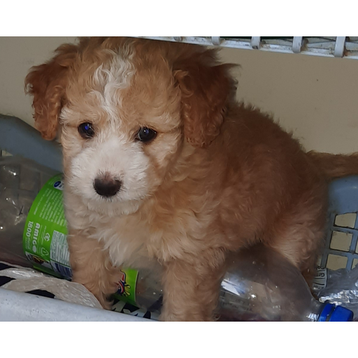 tray_icon #21685 sticker_pack