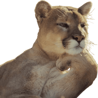 Sticker Maker - Stupid animal faces Sticker Maker - Stupid animal faces