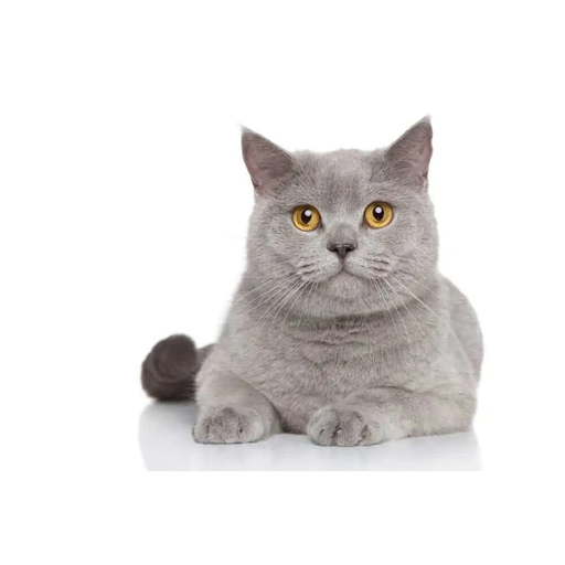 tray_icon #129366 sticker_pack