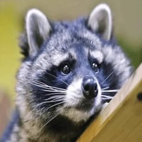 tray_icon