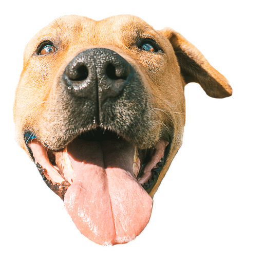 tray_icon #81582 sticker_pack