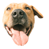 tray_icon #81582 sticker_pack