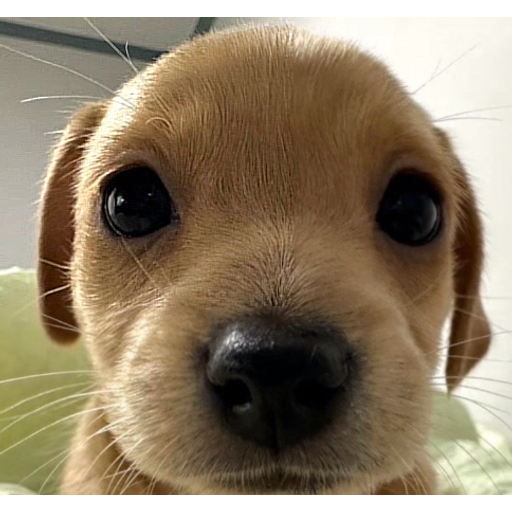 tray_icon #112169 sticker_pack