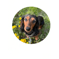 tray_icon