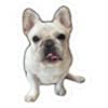 tray_icon #104151 sticker_pack