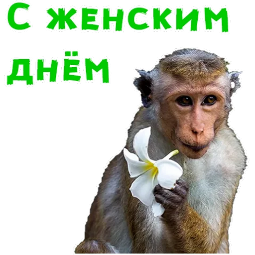 Sticker Maker - Женский день